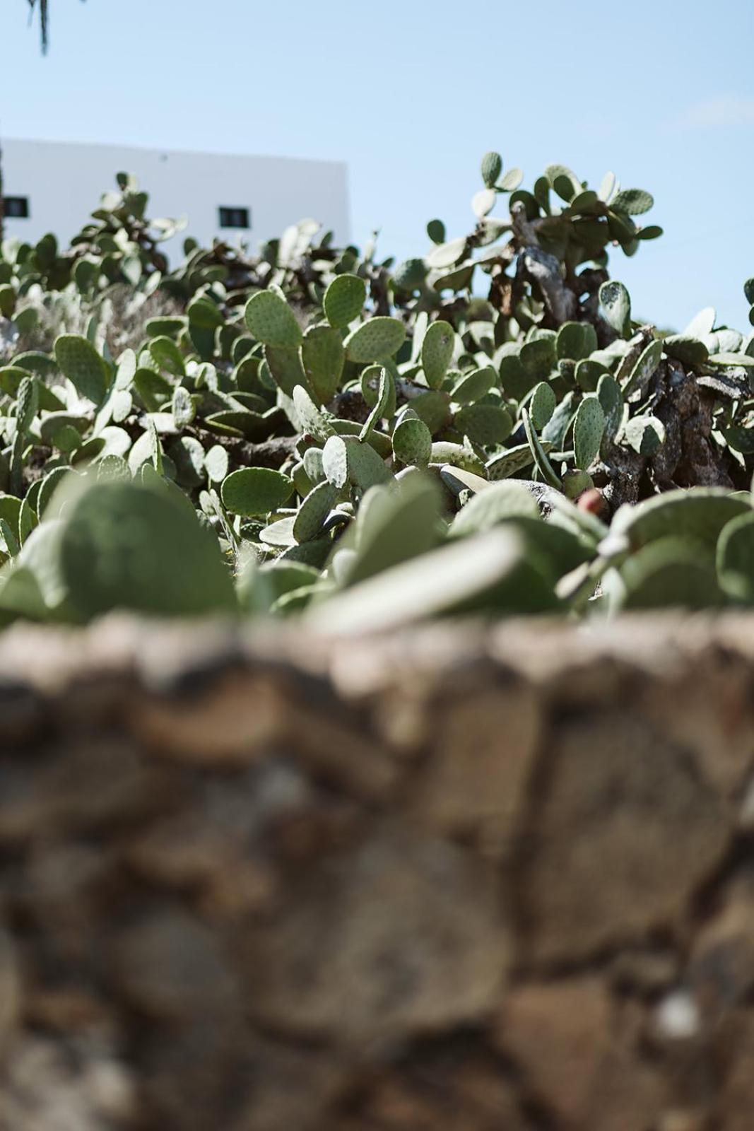 Hotelito Rural Flor De Timanfaya Тинахо Экстерьер фото